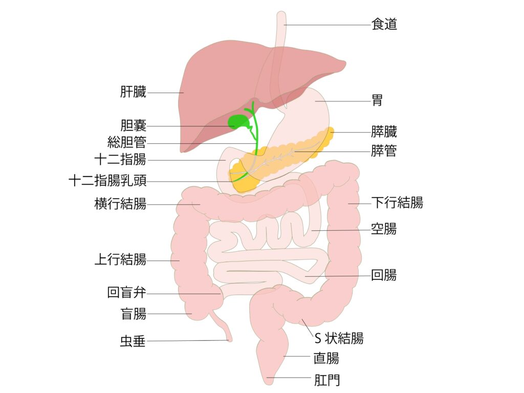 内視鏡を挿入する臓器の説明